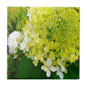 Elegant Chartreuse Green Limelight Hydrangea Tile
