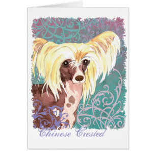 Elegant Chinese Crested