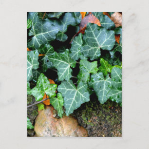 Elegant classic green Ivy and field stone Postcard