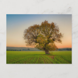 Elegant Colourful Tree Travel Postcard
