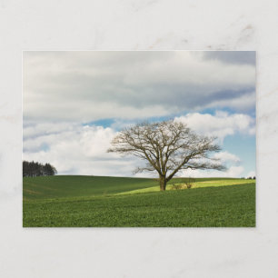 Elegant Colourful Tree Travel Postcard