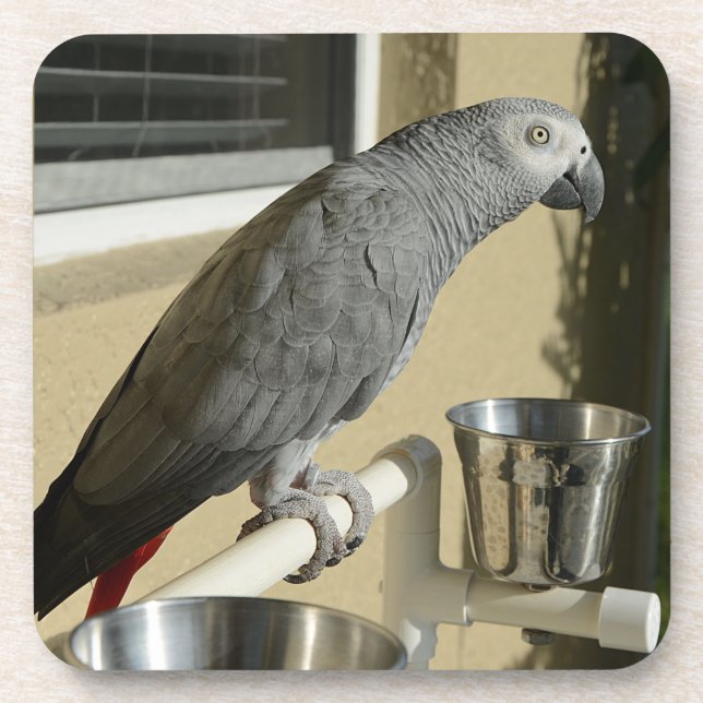 Elegant Congo African Gray Parrot on Stand Coaster (Front)
