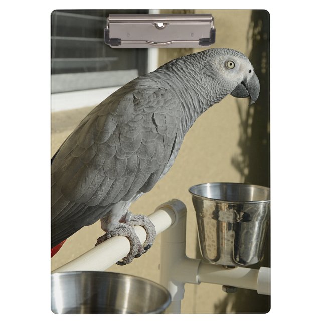 Elegant Congo African Grey Parrot on Stand Clipboard (Front)