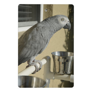 Elegant Congo African Grey Parrot on Stand Mini Clipboard