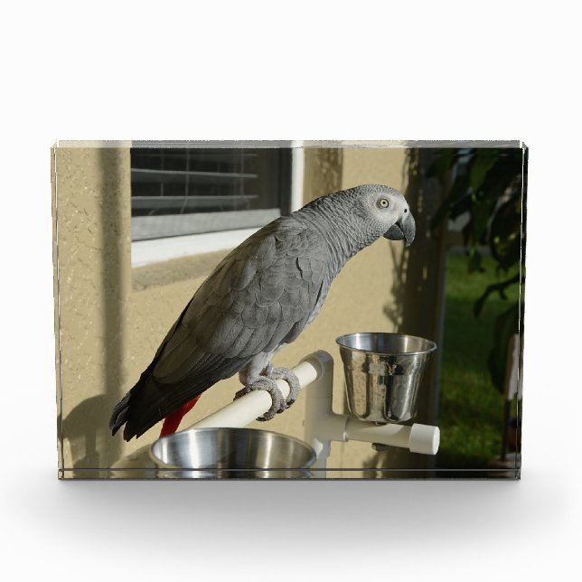 Elegant Congo African Grey Parrot on Stand Photo Block (Front)