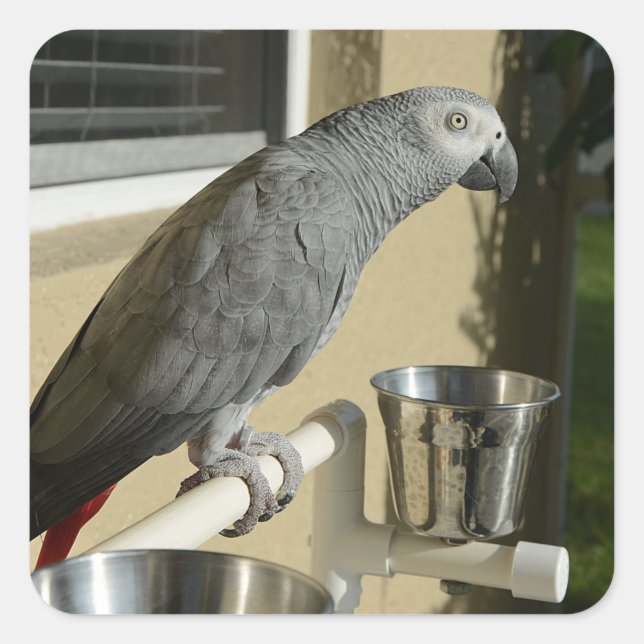Elegant Congo African Grey Parrot on Stand Square Sticker (Front)