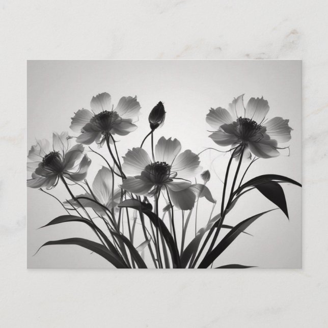 Elegant Cosmos Flowers in Bloom Postcard (Front)