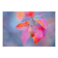 Elegant Cotoneaster Leaves