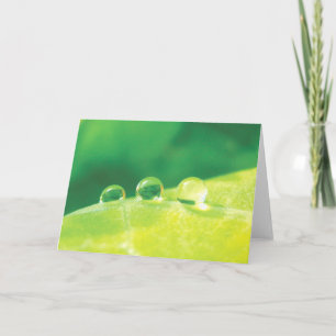 Elegant, Dew Drops, Stories in Nature Poetry Card