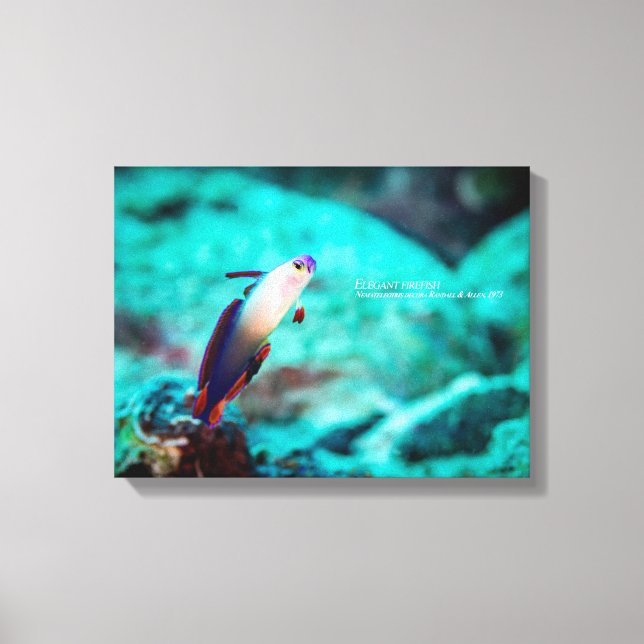 Elegant firefish canvas print (Front)
