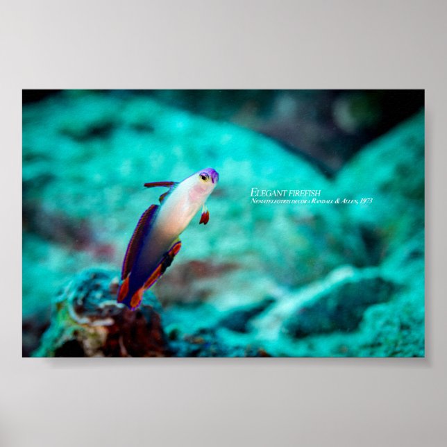 Elegant firefish poster (Front)