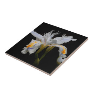 Elegant Floral Crested Shaga Japanese Iris Tile