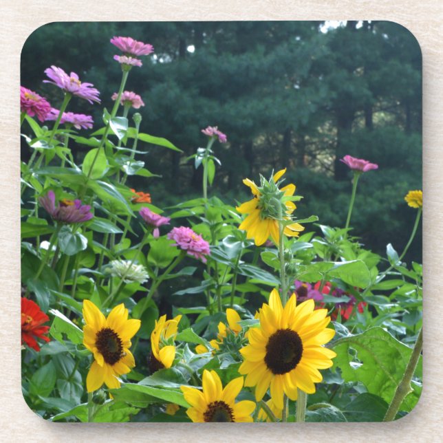 Elegant floral garden sunflowers zinnias daisies  coaster (Front)