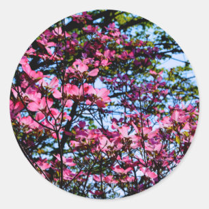 Elegant flowering pink Dogwood tree Classic Round Sticker