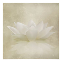 Elegant Gentle White  Lotus / Lily flower