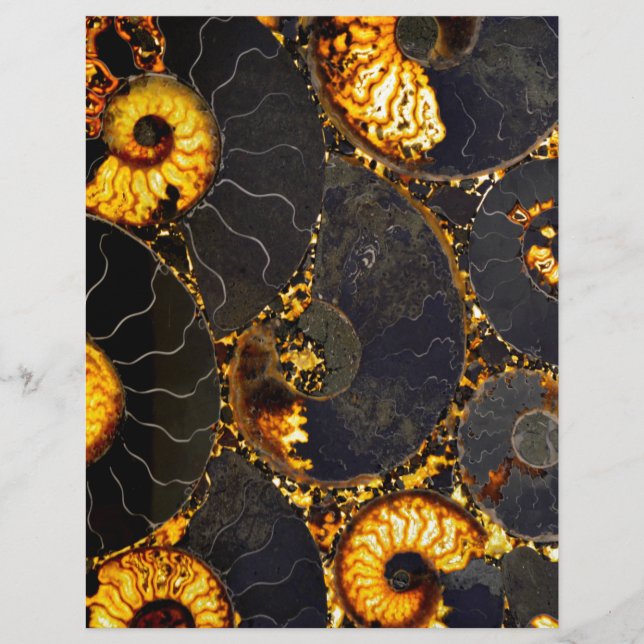 Elegant Golden black  Nautilus shell (Front)