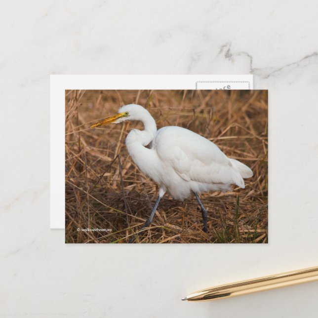 Elegant Great Egret Bird in the Reeds Postcard (Front/Back In Situ)