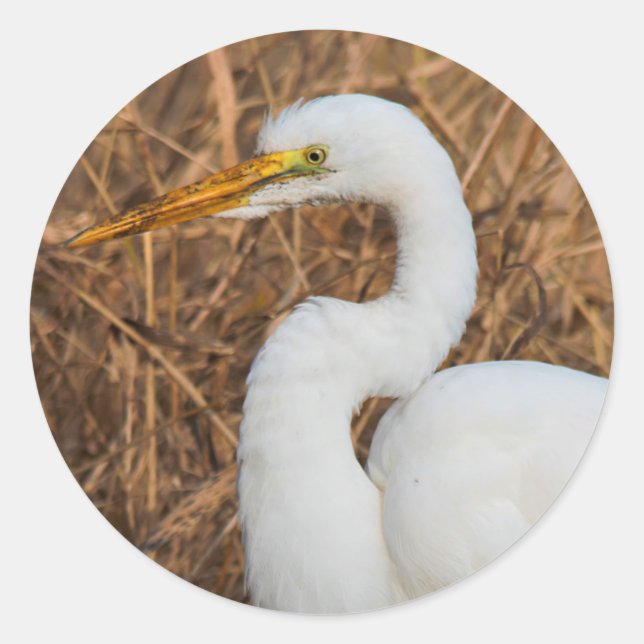 Elegant Great Egret in the Reeds Classic Round Sticker (Front)
