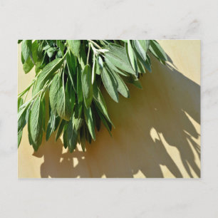Elegant green botanical leaves Fresh-cut herbs Postcard