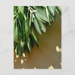 Elegant green botanical leaves Fresh-cut herbs Postcard