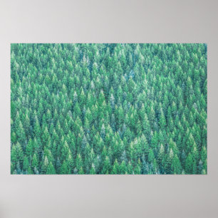 Elegant Green Pine Trees Artwork   Poster