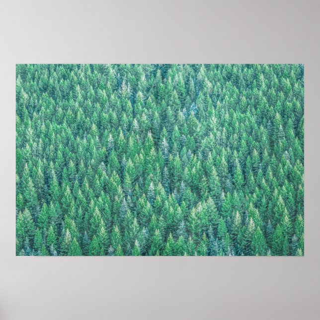 Elegant Green Pine Trees Artwork | Poster (Front)