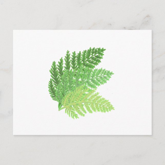 Elegant green watercolor ferns woodland leaves postcard (Front)