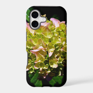 Elegant green yellow pink Hydrangea flowers