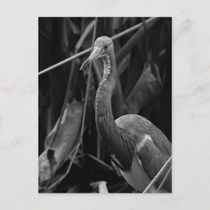 Elegant Heron Portrait - Wildlife Photography Postcard