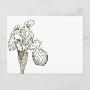 Elegant Iris Postcard