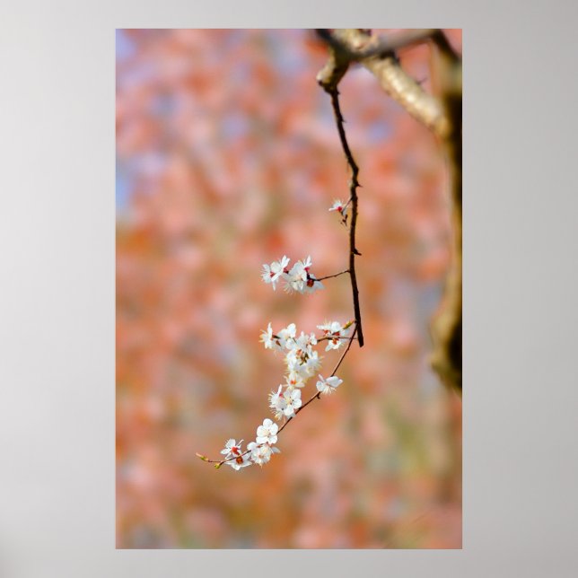 Elegant Japanese Apricot Blossoms Poster (Front)