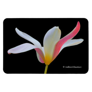 Elegant Lady Tulip White Pink Flowers Magnet