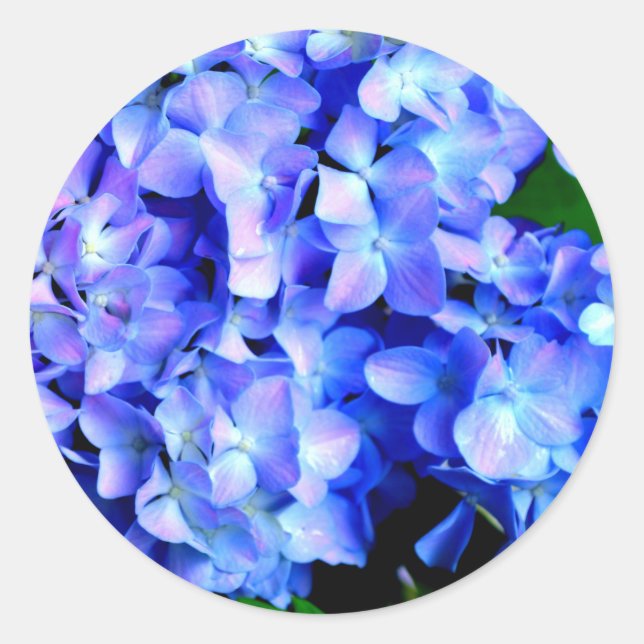 elegant light purple blue magenta floral hydrangea classic round sticker (Front)