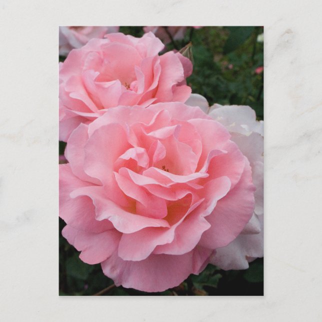 Elegant Modern Pink Roses Postcard (Front)