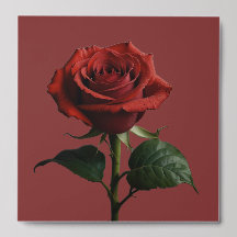 Elegant Modern Roses Natur