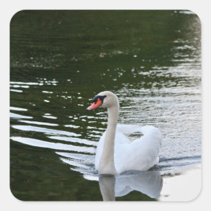 Elegant Mute Swan Square Sticker
