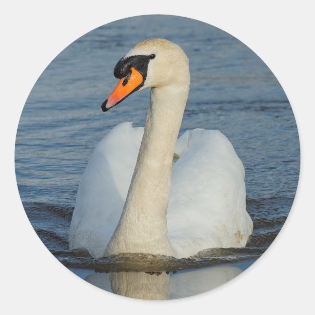 Elegant Mute Swan Waterbird on the Lake Classic Round Sticker (Front)