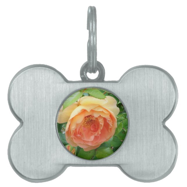 Elegant Orange Blush Rose Pet Name Tag (Front)