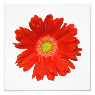 Elegant Orange Daisy Photo Print