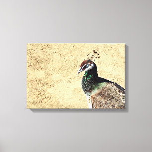 Elegant Peacock Bird and Feather Artwork Canvas Print