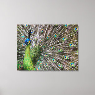 Elegant Peacock Bird and Feather Artwork Canvas Print