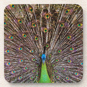 Elegant Peacock Bird and Feather Artwork Coaster