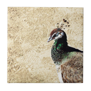 Elegant Peacock Bird and Feather Artwork Tile