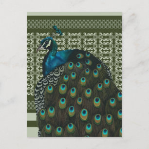 Elegant Peacock Bird Bird Lovers Postcard
