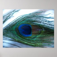 Elegant Peacock Feather