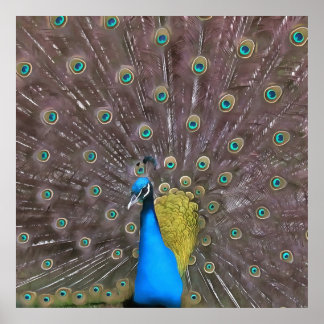 Elegant Peacock In Blue With Fanned Tail Poster