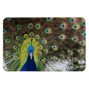 Elegant Peacock Open Plumage Magnet