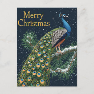 Elegant Peacock Pine Branch Merry Christmas Holida Holiday Postcard