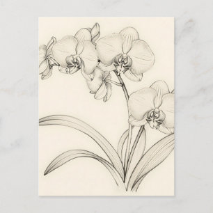 Elegant Phalaenopsis Orchid Line Art Postcard