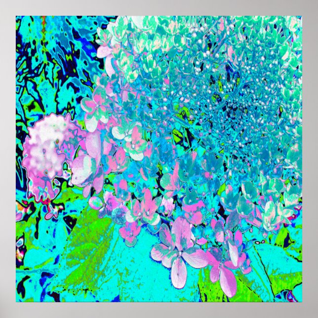 Elegant Pink and Blue Limelight Hydrangea Macro Poster (Front)